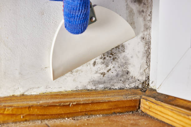 Best Mold Removal for HVAC Installations  in Akron, CO
